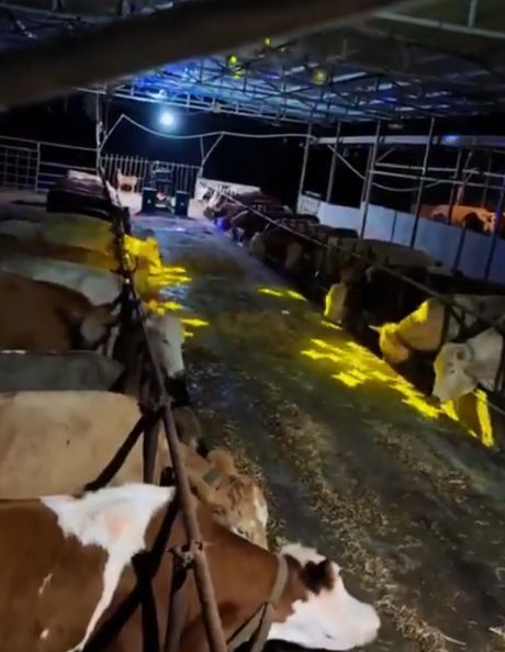 В сети вирусится видео, на котором фермер устраивает коровам дискотеку