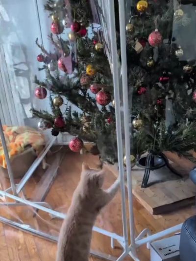 Мужчина хотел записать отзыв на ограждение ёлки от домашних животных, но в момент съёмки что-то пошло не так