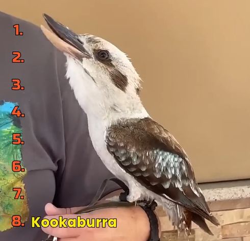 Как чык-чырыкают некоторое виды птицов