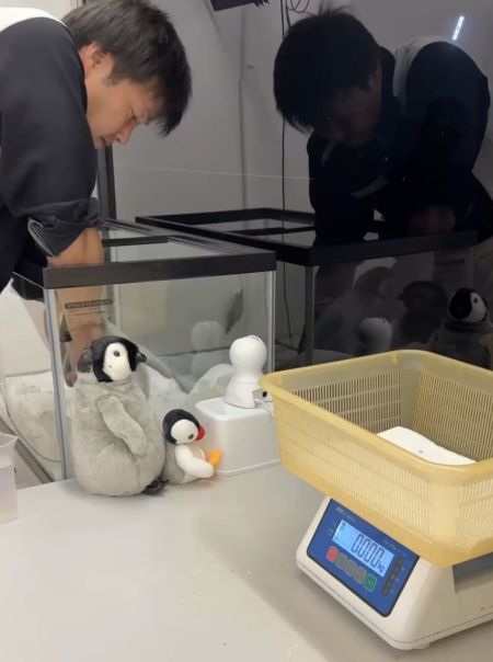 Работники японского океанариума показали, как происходит взвешивание детёныша королевского пингвина