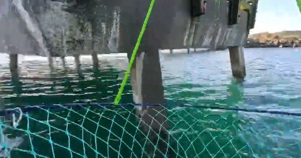 Я прикрепил GoPro к краболовке