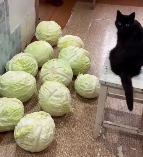 Рубка капусты по-старинке!