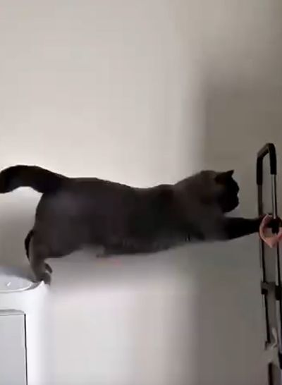 4 кило хаоса и разрушений