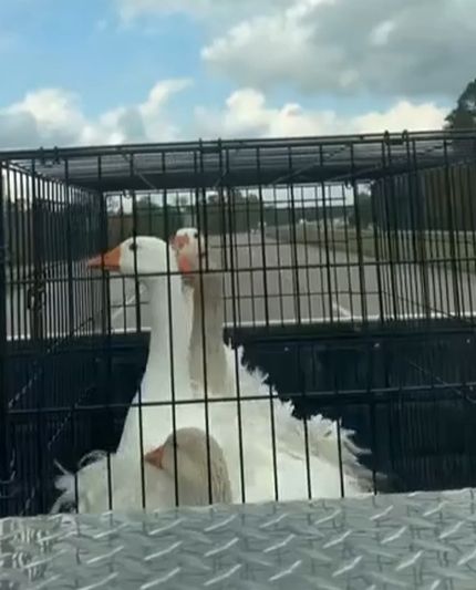 Фух… Пронесло! Хорошо, что они пригнулись…