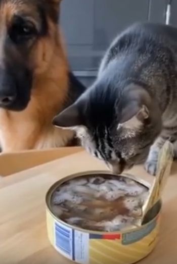 Сюрстрёмминг ешь сама