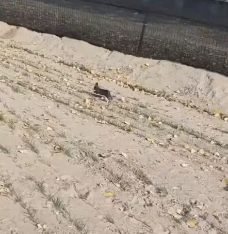 В сети вирусится погоня охотничьего пса за диким зверем