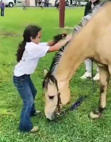 Лошадки прикольные