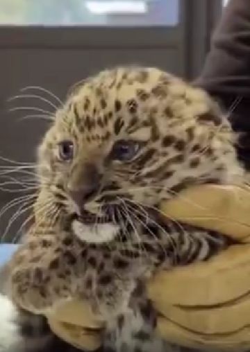 Детёныш леопарда на осмотре у ветеринаров