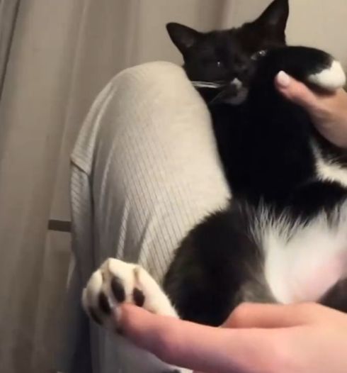 Растопырки⁠⁠