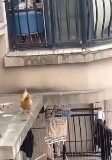 А говорят, что курица - не птица