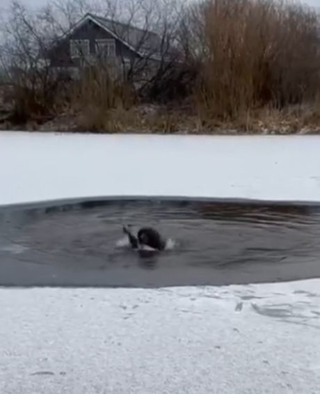 В Тюмени мужчина спас тонувшую собаку, выйдя на тонкий лед