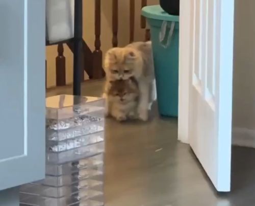 Ну мама, хватет меня позорить, я уже взрослый!