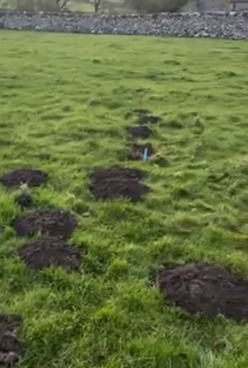 Как поймать крота