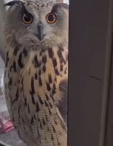 И кот учёный, всё ходит. С совой⁠⁠