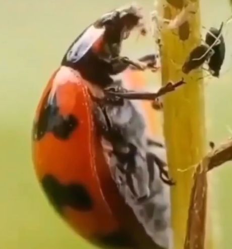 Шестиногий хищник - Божья коровка