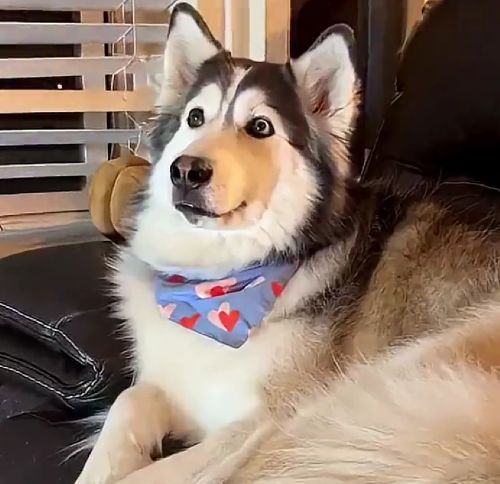 Переживал как за родного