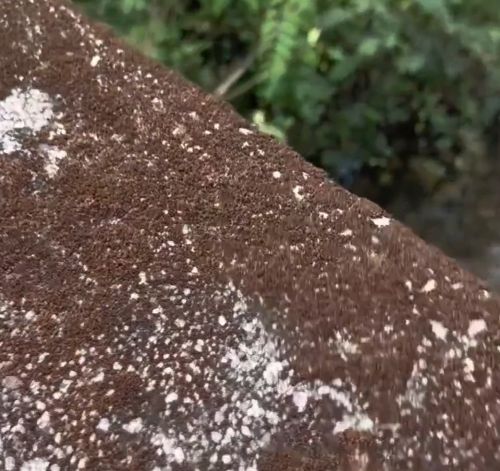 Реакция сухого мха на воду⁠⁠