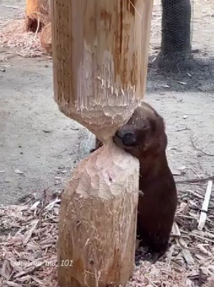 Бобр - курва!