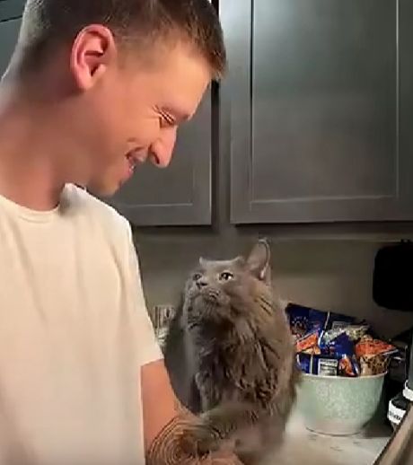 Кошачья любовь