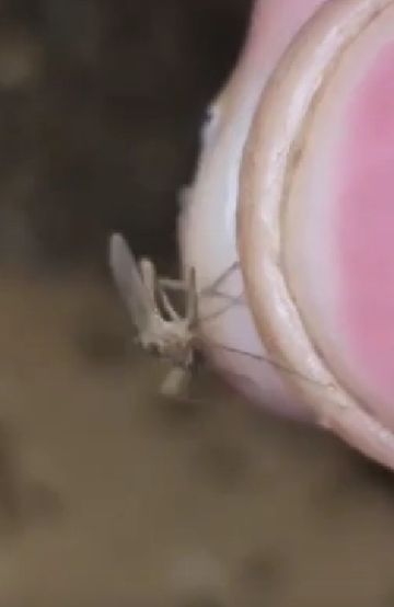 Жесточайшая казнь