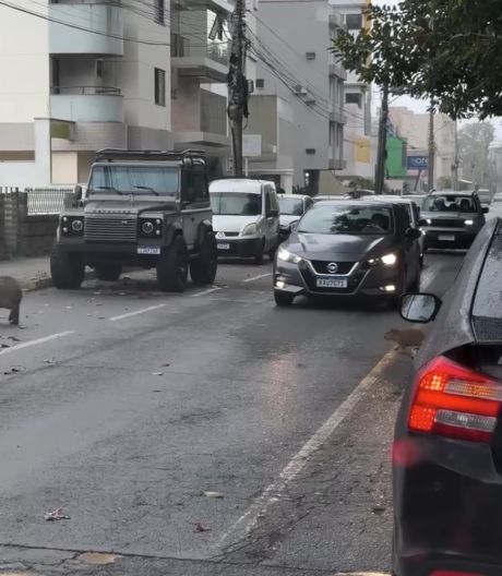 Самая милая пробка образовалась в Бразилии