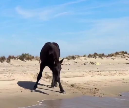 Лошадь и море⁠⁠