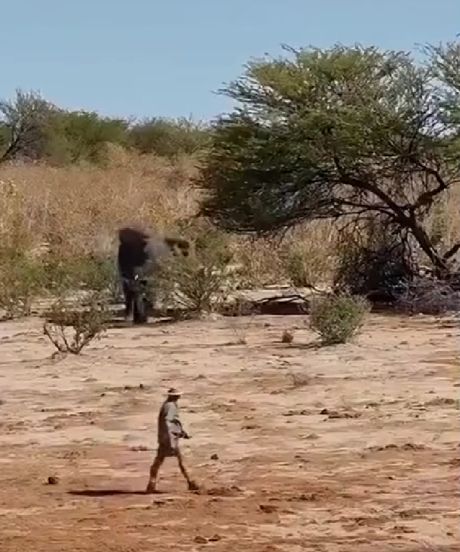 Как легко отразить нападение слона⁠⁠