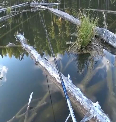 Достать такого "кабанчика" среди коряжника - верх мастерства!⁠⁠