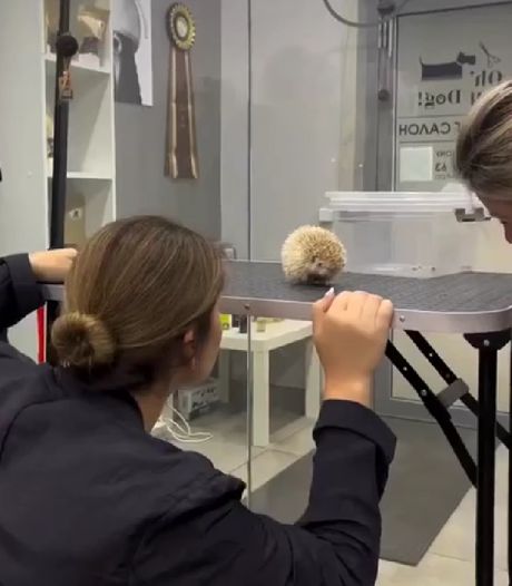 О том, как ёжику пытались подстричь коготки