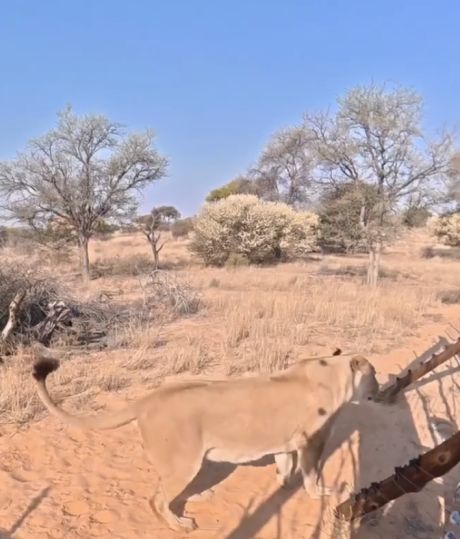 Подросла кошечка