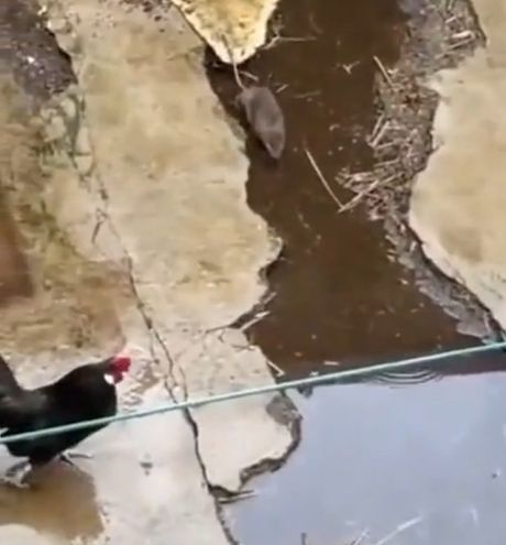 Петух против крысы