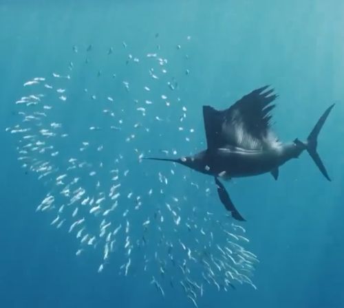 Красавец парусник⁠⁠