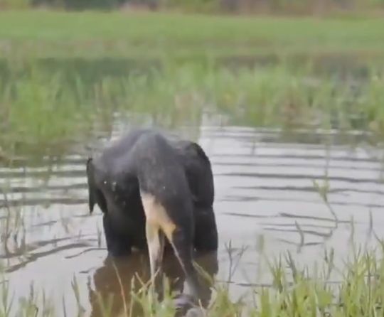 Как выглядит лёгкий перекус баклана
