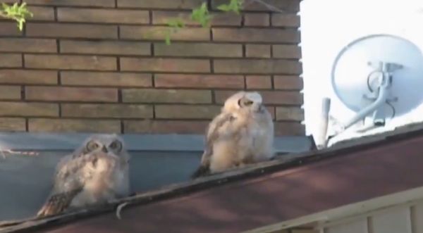 Ну и как его назвать?