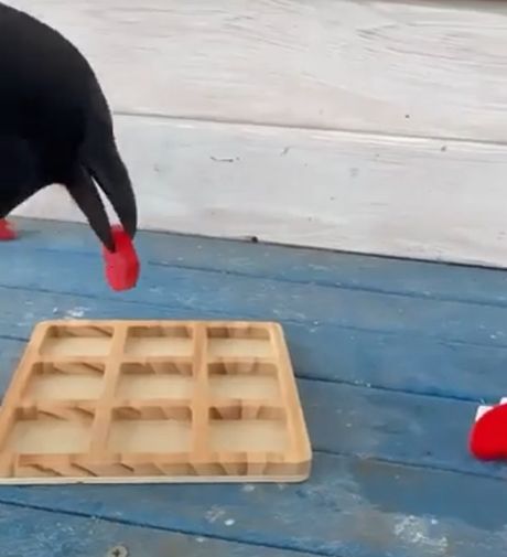 Птица даже поняла, что она победила)