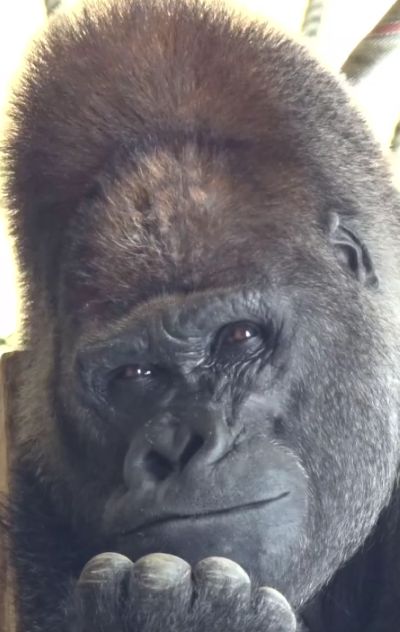 Сварить целую пачку пельменей, или две?