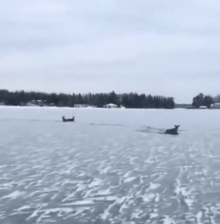 Ну олени!⁠⁠