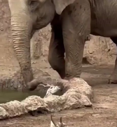 Слон спас газель упавшую в пруд