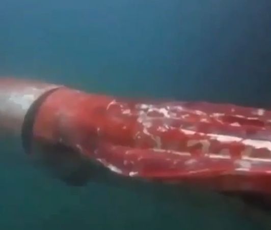 Редкое видео кальмара⁠⁠