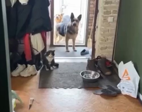 Оказывается, не только человеческие дети приносят домой котят⁠⁠