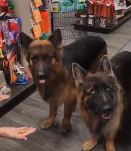 Правильные собаки