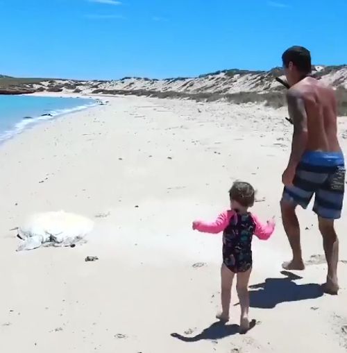 Педро молодец, сказала черепаха