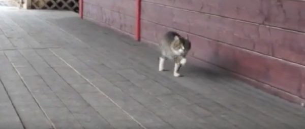 Кот Будённого!