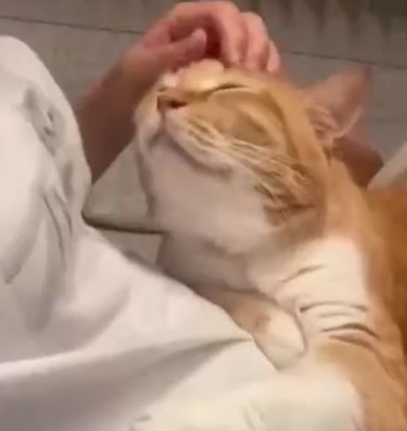 Котячьи нежности⁠⁠