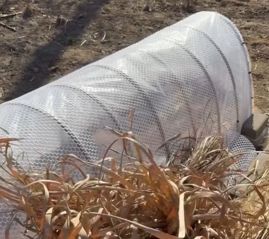 Прорастают⁠⁠