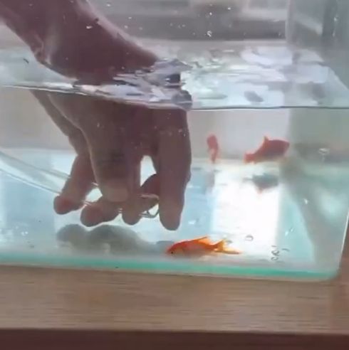 Самый странный способ пересадки рыб из аквариума