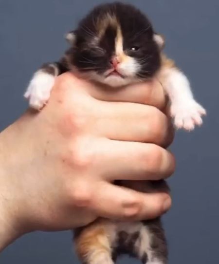 Взросление котовасия⁠⁠