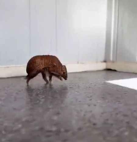 Обычные будни броненосцев за 1 минуту