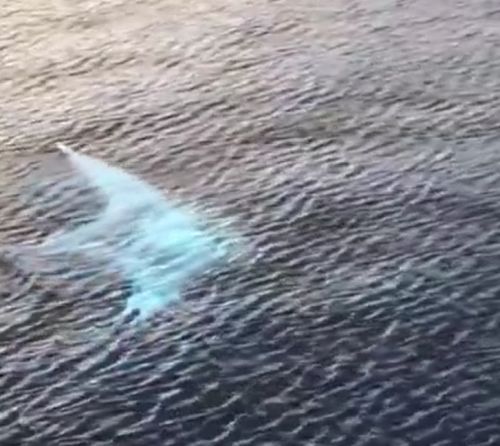 Супер редкая и очень красивая манта альбинос⁠⁠