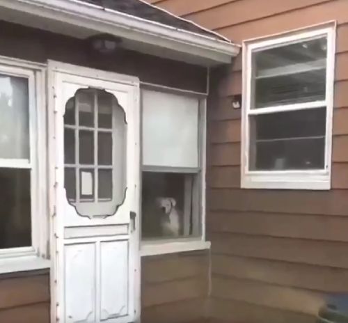 Собака-охраняка⁠⁠